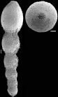 Chrysalogonium rudis (d'Orbigny, 1846) IDENTIFIED SPECIMEN