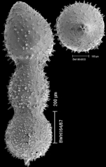 Chrysalogonium rudis (d'Orbigny, 1846) IDENTIFIED SPECIMEN