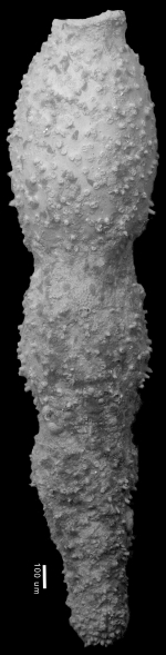 Chrysalogonium asperum Cushman & Stainforth, 1945. HOLOTYPE