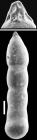 Chrysalogonium californiensis Finger & Lipps, 1990 HOLOTYPE