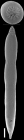 Cribroconica stimulea (Schwager, 1866) IDENTIFIED SPECIMEN