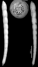 Chrysalogonium lanceolum Cushman & Jarvis, 1934 HOLOTYPE