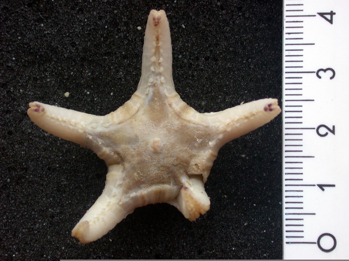 Eremicaster crassus Eremicaster crassus