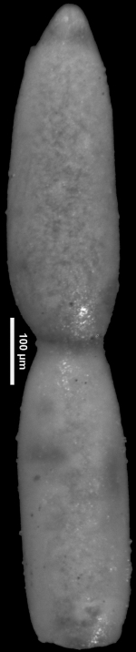 Chrysalogonium vicksburgensis Todd, 1952 HOLOTYPE