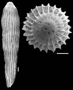 Epelistoma crassitesta (Schwager, 1866) IDENTIFIED SPECIMEN