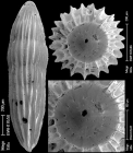 Epelistoma crassitesta (Schwager, 1866) IDENTIFIED SPECIMEN