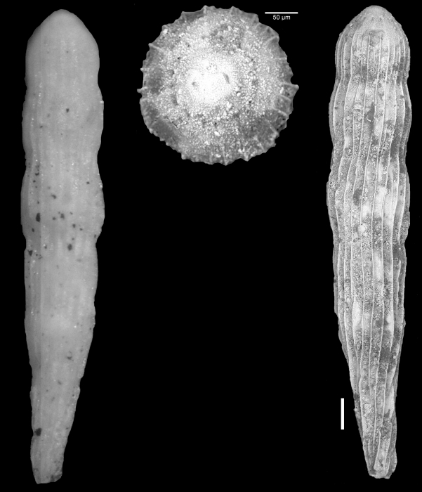 Chrysalogonium dickersoni Cushman & Bermudez, 1936