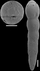 Epelistoma morgansi Hayward, 2012 PARATYPE