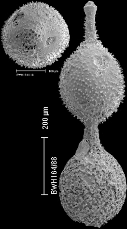 Lotostomoides asperulum (Neugeboren, 1852) IDENTIFIED SPECIMEN