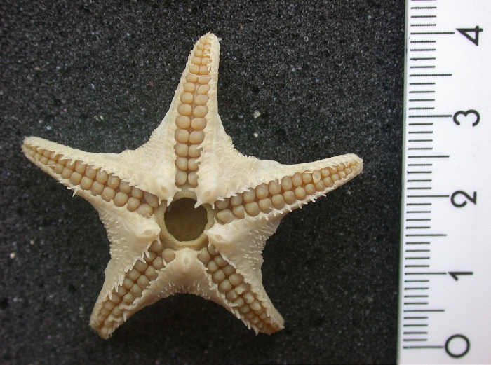 Eremicaster pacificus Eremicaster pacificus