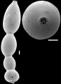 Chromista - Foraminifera (foraminifers)