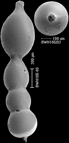 Lotostomoides calomorpha (Reuss, 1866) IDENTIFIED SPECIMEN Lotostomoides calomorpha (Reuss, 1866) IDENTIFIED SPECIMEN