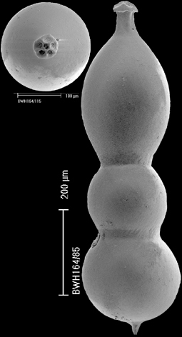 Lotostomoides calomorpha (Reuss, 1866) IDENTIFIED SPECIMEN Lotostomoides calomorpha (Reuss, 1866) IDENTIFIED SPECIMEN
