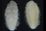 Lepidonotopodium okinawae Sui & Li, 2017