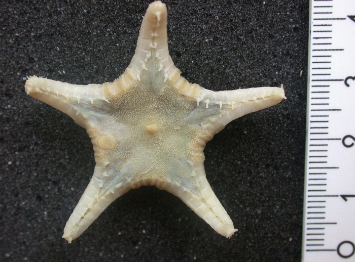 Eremicaster pacificus Eremicaster pacificus