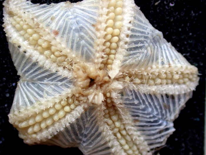 Hymenaster pellucidus Hymenaster pellucidus