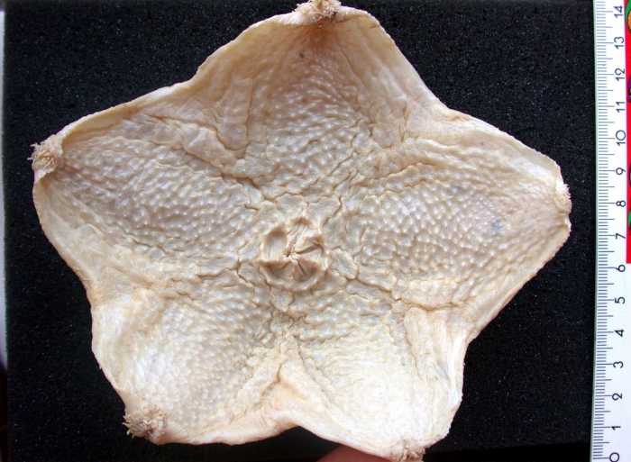 Hymenaster praecoquis Hymenaster praecoquis