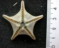 Echinodermata (echinoderms)