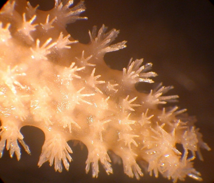 Lophaster stellans Lophaster stellans