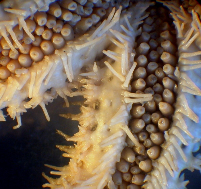 Notasterias pedicellaris Notasterias pedicellaris