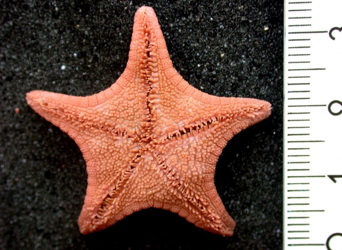 Notioceramus anomalus Notioceramus anomalus