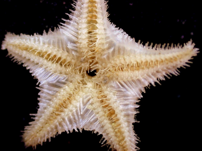 Pteraster hirsutus Pteraster hirsutus
