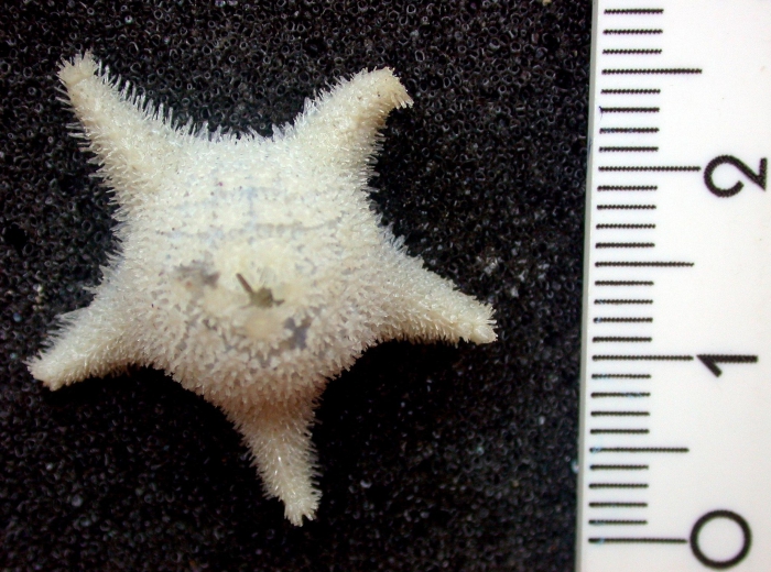 Pteraster hirsutus Pteraster hirsutus