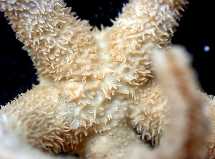 Rhopiella hirsuta Rhopiella hirsuta