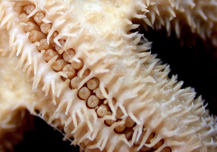 Rhopiella hirsuta Rhopiella hirsuta
