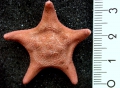 Echinodermata (echinoderms)