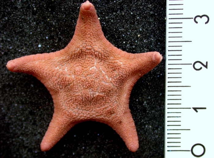 Notioceramus anomalus Notioceramus anomalus