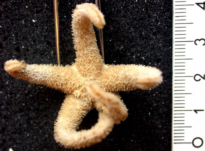 Rhopiella hirsuta Rhopiella hirsuta