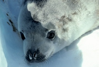 Crab eater seal pup portrait Crab eater seal pup portrait