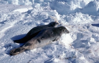 Crabeater Seal pair on floe Crabeater Seal pair on floe