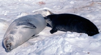 Crabeater Seal pup suckling Crabeater Seal pup suckling