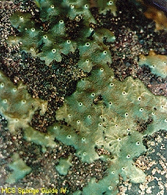 Halichondria panicea Halichondria panicea