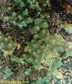 Porifera (sponges)