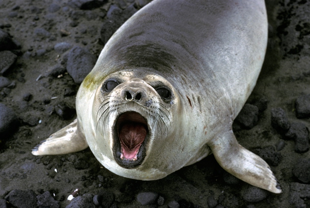 Elephant Seal Elephant Seal