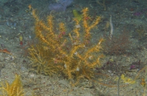 Bebryce parastellata, 59 m Roughtongue Reef, Gulf of Mexico.

Photograph courtesy of NOAA-USGS-Deep Sea Systems International. Identifications by P. Etnoyer et al. For more information see supplementary material in: Etnoyer PJ, Wickes LN, Silva M, Dubick JD, Balthis L, Salgado E, MacDonald IR (2016). Decline in condition of gorgonian octocorals on mesophotic reefs in the northern Gulf of Mexico: before and after the Deepwater Horizon oil spill. Coral Reefs 35: 77-90.
