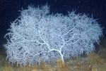 Hypnogorgia pendula, 64 m Roughtongue Reef, Gulf of Mexico.

Photograph courtesy of NOAA-USGS-Deep Sea Systems International. Identifications by P. Etnoyer et al. For more information see supplementary material in: Etnoyer PJ, Wickes LN, Silva M, Dubick JD, Balthis L, Salgado E, MacDonald IR (2016). Decline in condition of gorgonian octocorals on mesophotic reefs in the northern Gulf of Mexico: before and after the Deepwater Horizon oil spill. Coral Reefs 35: 77-90.
