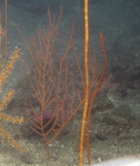 Cnidaria