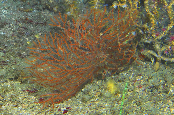 Nicella americana