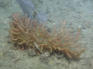 Placogorgia sp., 70 m Alabama Alps Reef, Gulf of Mexico.

Photograph courtesy of NOAA-USGS-Deep Sea Systems International. Identifications by P. Etnoyer et al. For more information see supplementary material in: Etnoyer PJ, Wickes LN, Silva M, Dubick JD, Balthis L, Salgado E, MacDonald IR (2016). Decline in condition of gorgonian octocorals on mesophotic reefs in the northern Gulf of Mexico: before and after the Deepwater Horizon oil spill. Coral Reefs 35: 77-90.