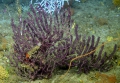 Anthozoa