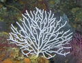 Anthozoa