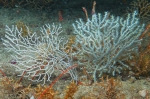 Cnidaria