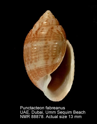 Punctacteon fabreanus