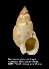 Nassarius glans particeps
