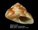 Gibbula varia