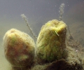 Porifera (sponges)